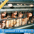 Automatic layer chicken battery cage /layer egg chicken cage/layer chicken cage